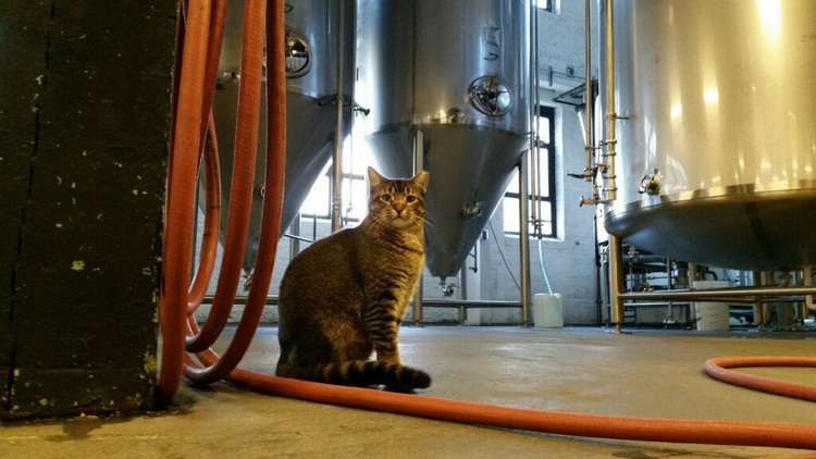 cerveja-gatos-cats-ratos-empirical-brewery-blog-houseando (4)